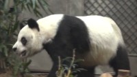 35岁大熊猫在香港接受安乐死 相当于人类105岁