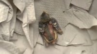动物保护冷知识：掉在路边的幼鸟其实不需要你救助