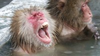 日本山口市发生“人猴大战” 野猴罕见攻击人类