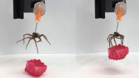 死蜘蛛被科学家改造成“僵尸机器人” 力量大增