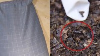 女子耳朵痛痒难耐 拆开枕头一看密密麻麻全是虫