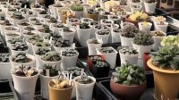 “采花贼”偷走市价10万的多肉植物 不会养致其枯死