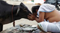 印度尝试使用牛粪发电 成农民重要收入来源