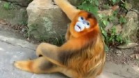 金丝猴礼貌接过游客苹果 网友：峨眉山猴子学着点！