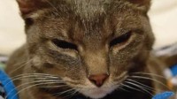 猫咪露出这个表情非常痛苦？日本兽医解读猫表情