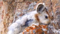 世界濒危物种伊犁鼠兔现身天山 目前不足1000只