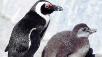 非洲企鹅被曝濒临灭绝：因人类航运的噪音污染