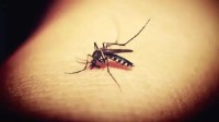 今年夏天蚊子好像比往年少了：高温是原罪！