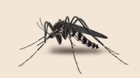 研究发现：为找到人类 蚊子已进化出双保险系统