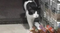 猫猫连续15天准点作案偷火腿肠 和超市老板处出感情