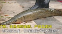 网友围观抓怪鱼 水抽干鱼没影：鳄雀鳝有多可怕