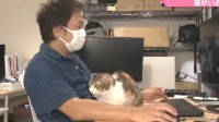日本办公室养猫风气流行 治愈员工又能提高业绩