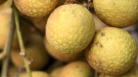 世界首个龙眼与荔枝杂交品种诞生 15年攻关取名脆蜜