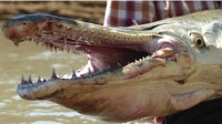 河南汝州两条“怪鱼”已被捕获 系外来物种鳄雀鳝