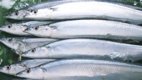 日本面临严峻秋刀鱼荒：受海洋环境变化影响