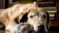 研究称主人不活跃狗更易患痴呆 风险随狗龄而增长