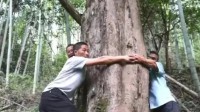 江西发现世界濒危野生南方红豆杉:最大树龄超1200年