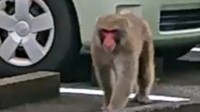 日本麻醉野猴时射晕民众 市长已道歉