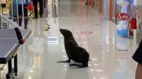 海狮商场表演时出走乱窜 顾客尖叫逃离