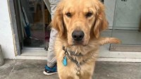 申请3年才领到的导盲犬被“顺走” 培训成本近20万