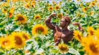 免费肌肉男素材网更新招牌：葵花花海中的兄贵精灵