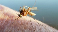 俄罗斯发现编号38的蚊子被传为生化武器？专家释疑