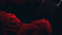 《无人区玫瑰》剧本简介 盛开的红玫瑰