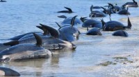 澳大利亚一海滩约230头鲸发生搁浅 半数还存活