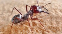 科学家算出全球蚂蚁总数约2亿亿只 总重1200万吨