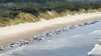 约230头鲸鱼在澳大利亚搁浅后续：只有35头活了下来