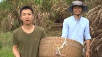禁野2年后的华农兄弟 承包全村土地主业变成养羊