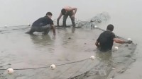 人工湖水位大降千人抓鱼：坐水里不动都有鱼围着转
