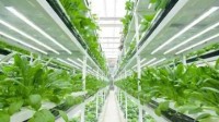 女子建植物工厂让菠菜一年长22茬 网友质疑：安全吗