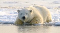 数量锐减！北极熊因气候变暖正待在陆地挨饿