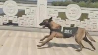 搜救犬走失6天终回家 队员：可能是想训犬员了