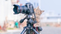 猫咪摄影师有了猫助理？温馨画面引推特热转