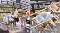 雇轿抬狗上山上热搜 轿夫：游客出钱我们出力