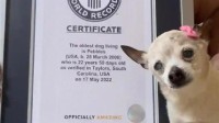 世界最年长的狗“佩布尔斯”本周去世 终年22岁