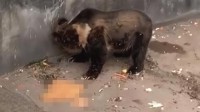 游客向熊投喂致其呕吐 动物园回应：希望游客提高素质