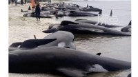 215头领航鲸搁浅死亡 新西兰：遗体将留原地自然分解