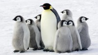 南极邮局招人数企鹅、清粪便等 月薪1.1万到1.6万元