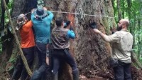巴西亚马孙地区发现88.5米大树 为世界最高之一