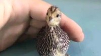 “世界上最小的鸡”走红网络 专家提醒：别急着养