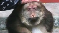 网红独臂猴被投喂十多年 羊祜殿回应：会喂养至终老