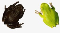 切尔诺贝利的树蛙变黑 科学家证明它们在辐射中进化