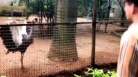 现实版疯狂动物城 南宁动物园回应动物“不正经”