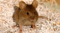 科学家将人脑器官植入老鼠大脑 结果很意外