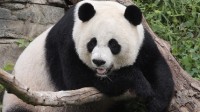 湖南百米深洞穴发现大熊猫化石 至少属于三头大熊猫