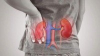 人造生物肾或将问世！国际研究团队培育出重要构件