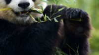 中东地区第一家大熊猫馆建立 两只旅居大熊猫将入住